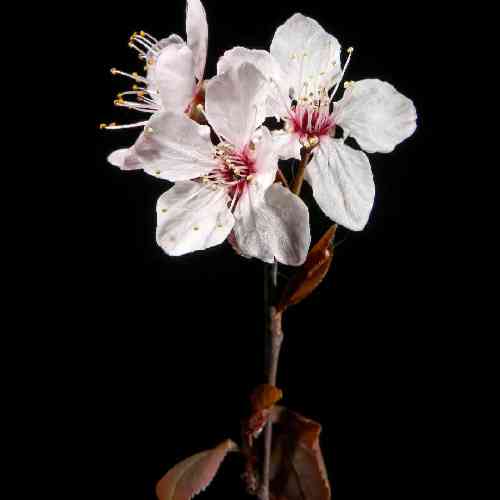 نیما گلنژاد ساقی پرهاکن بووشم ته خبر از حال این دل که